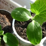 Kada saditi krastavce za rasad 2021